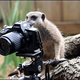 Illustration for article titled Meerkats - Better at Acting in Nature Shows than Photography